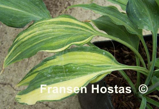 Hosta Elvis Lives Streaked